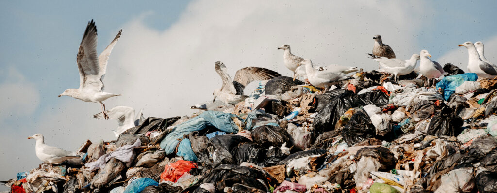 Måsar på sophög