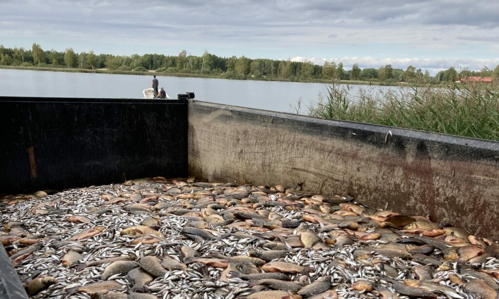 Container full av fisk